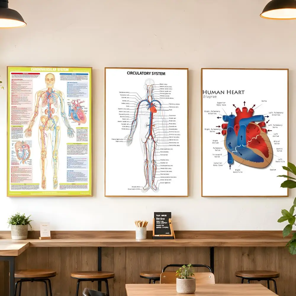Human Body Structure Diagram Poster Matte Wall Peel And Stick Decor Bedroom Living Room Office Dorm Home