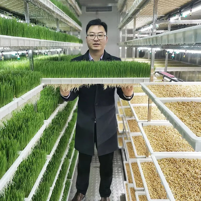 Sistema di ricerca idroponica Contenitore di spedizione idroponico verticale Sistema di coltivazione della forcella agricola per mangimi di animali