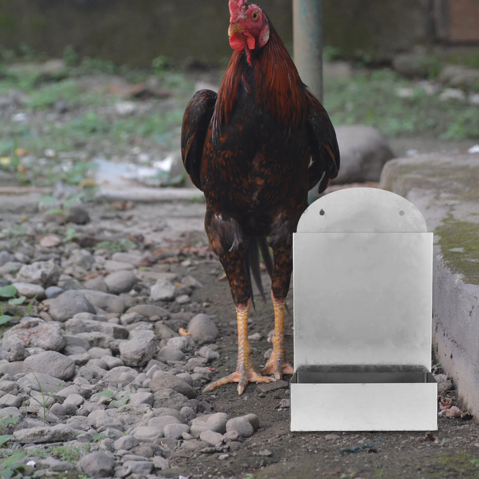 

Metal Automatic Chicken Feeder Heavy-Duty Weatherproof Wall Mounted Poultry Feed Dispenser Grit Shell Feeder Backyard Coop