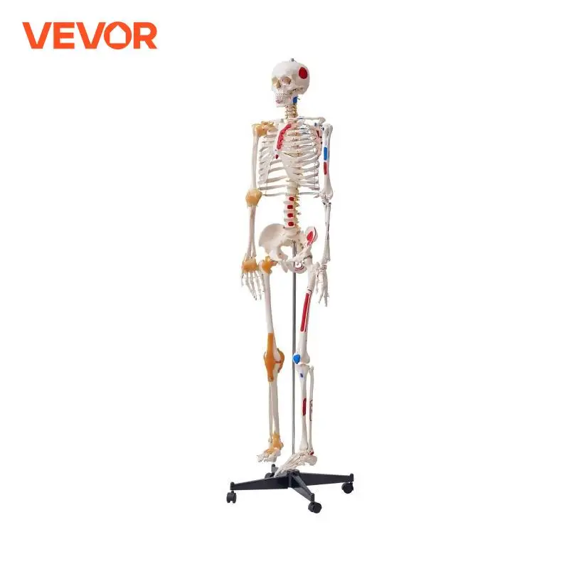 VEVOR Menschliches Skelett Modell für Anatomie, 182 cm Lebensgröße, Genaues PVC Anatomie Skelett Modell mit Bändern, Beweglichen Armen, Beinen &