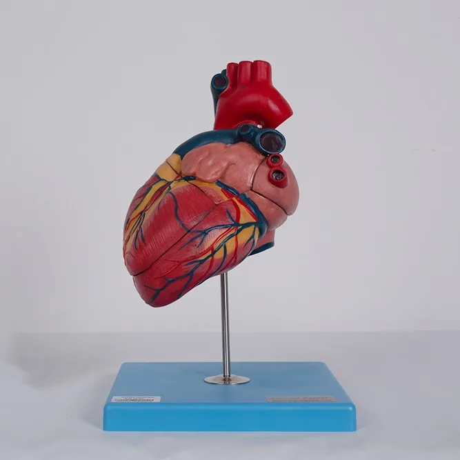 Manufacturer Price PVC 1.5 Life-Size Anatomical Human Heart Model for Medical Science Teaching in Schools and Hospitals