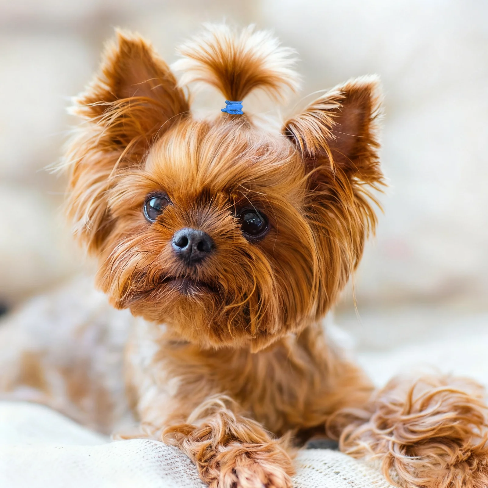 

170pcs Pet Rubber Small Elastics For Grooming Puppy Accessories Dog Bows Pet Headpiece Dog Hair Bands Pets Hair Bands