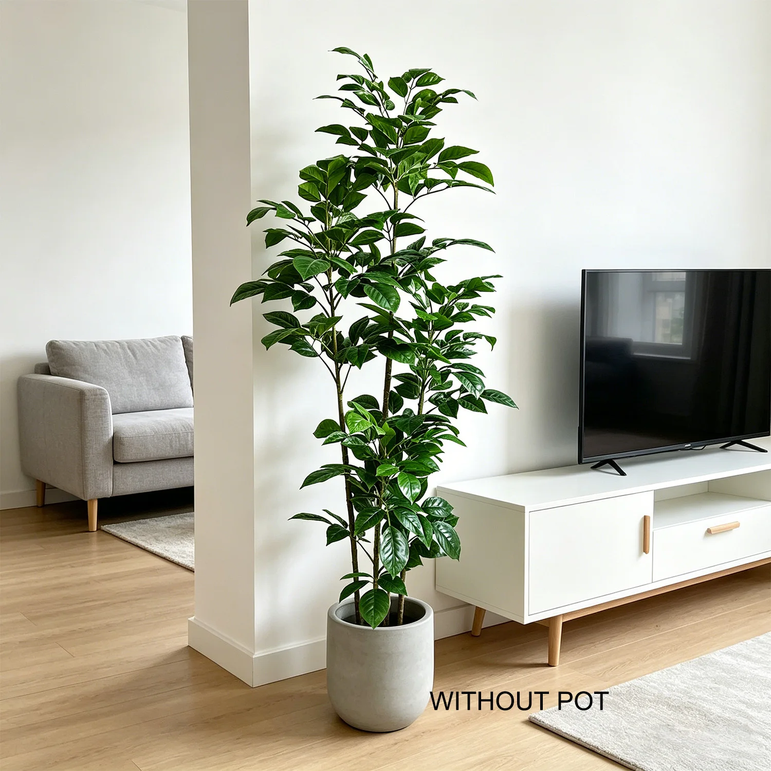105-240cm/7.8ft Cabang Pohon H - Ficus Lyrata Tree ulasan dan harga