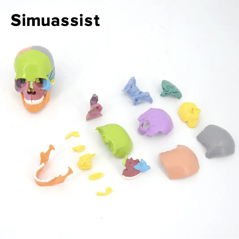 15PCS/SET 4D Disassembled Color Mini Skull Anatomy Model Human Anatomy Skull Puzzle Medical Teaching Tool