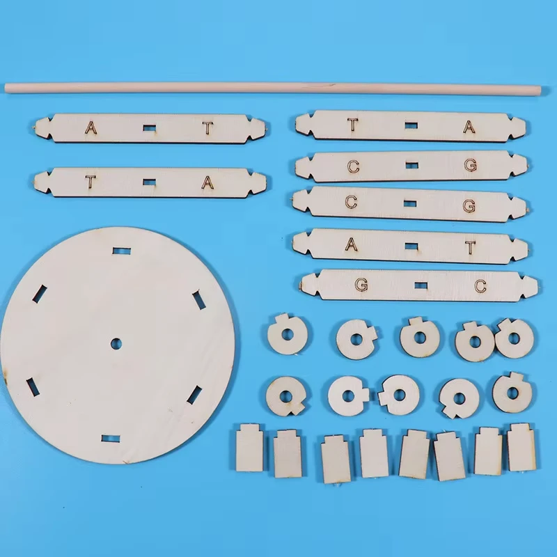 لتقوم بها بنفسك نماذج الحمض النووي البشرية اللولب ألعاب علمية تعميم التدريس تعلم التعليم لعب للأطفال أطفال لعب للتعلم 0 بيع ب