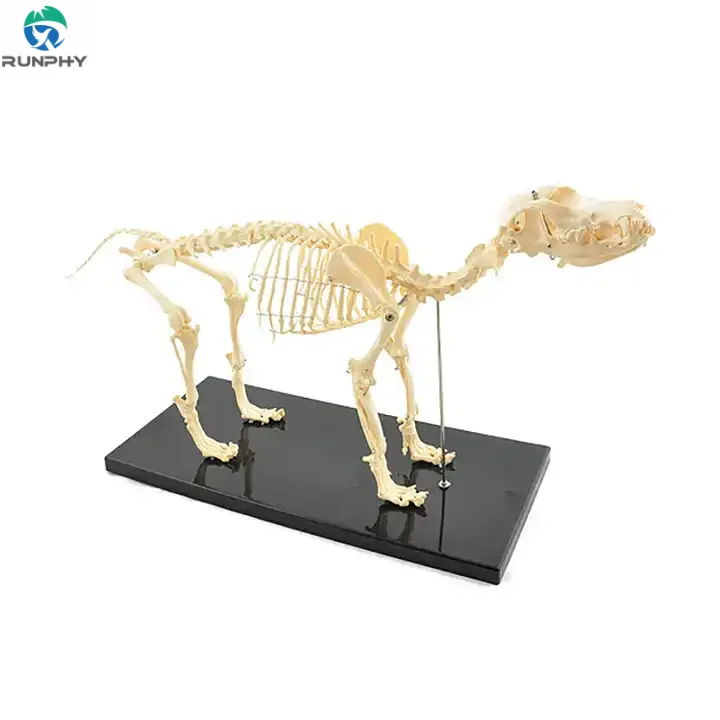 Cat Skeleton Model Animal Anatomical Bone Model