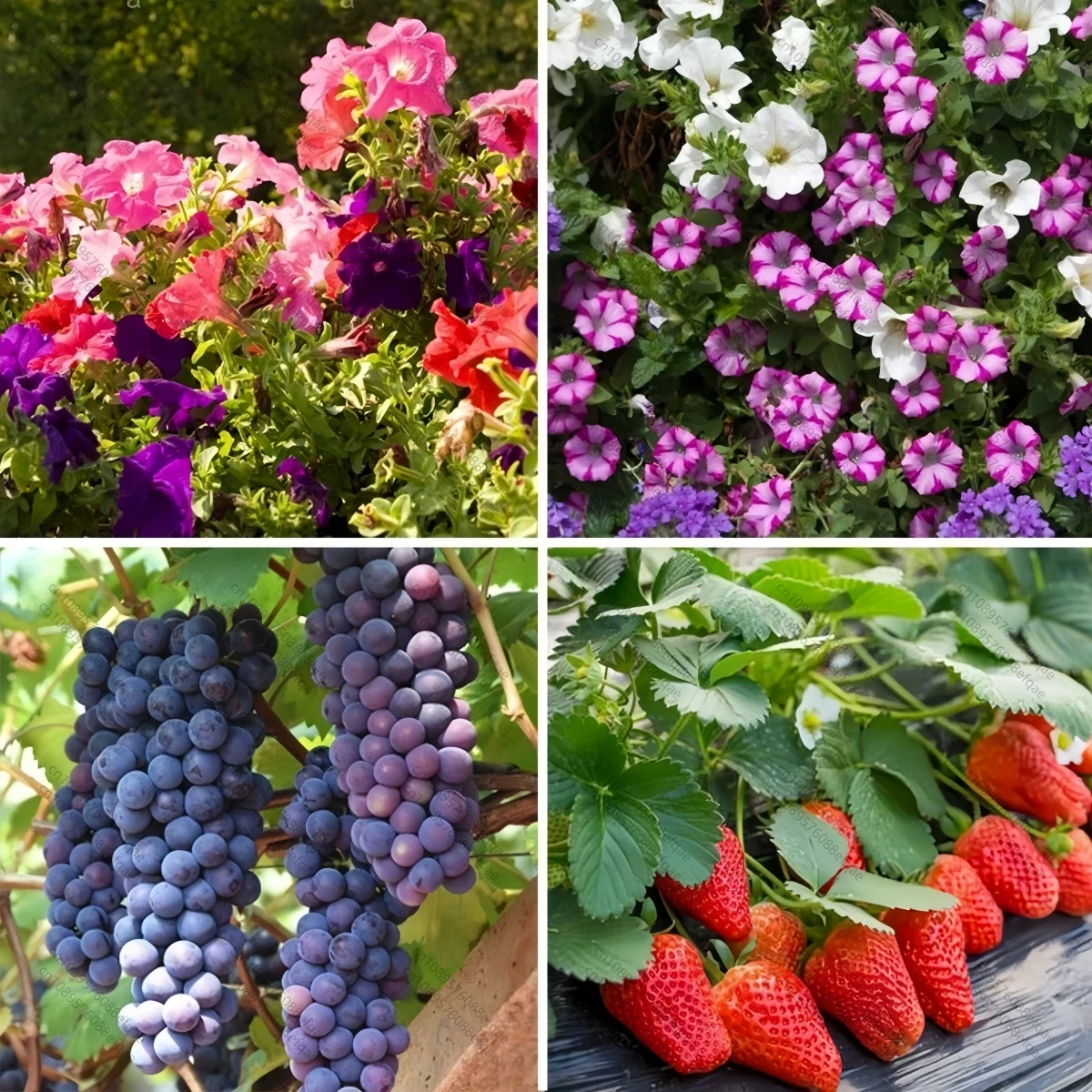 Natural Plant Hormone S-ABA ABA Abscisic Acid 10%SP Promote Germination Bud Sprouting and Coloring for Grape