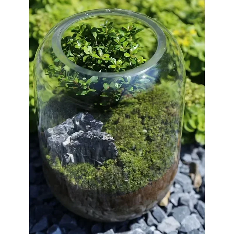 [Tree of Life] Moss Plant Micro Landscape Glass Flower Container Small Leaf Red Nan Green Plant Indoor Desktop Landscape