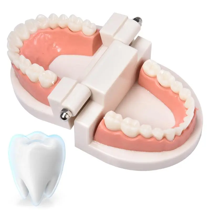 Профессиональная модель зубов для взрослых и детей, стандартная модель зубов для обучения, демонстрация зубов, модель зубов, инструмент для орального и медицинского обучения