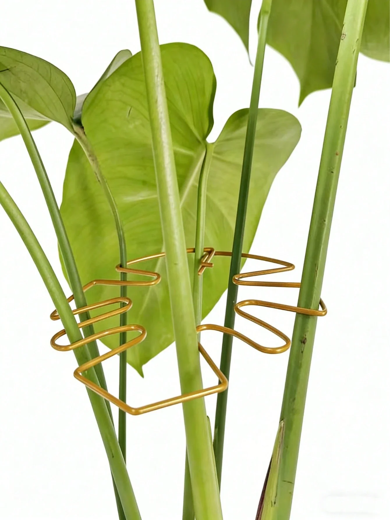 1pc Gold Minimalist Plant Stem Support Ring, Reusable Metal Plant Stand Suitable For Monstera, Ivy, Indoor Potted Plants, All