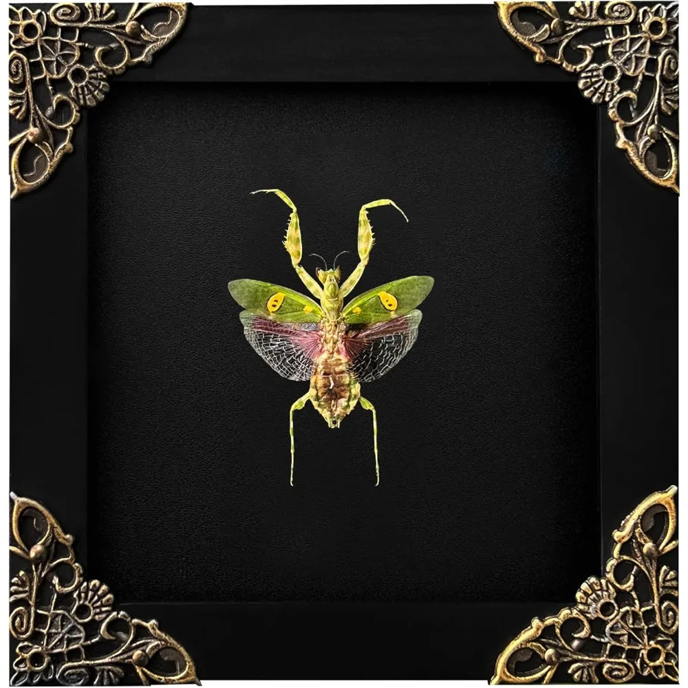 

Green Mantis Shadow Box Framed Insect Specimen Art Realistic Beetle Display for Entomology Decor Wall Gift