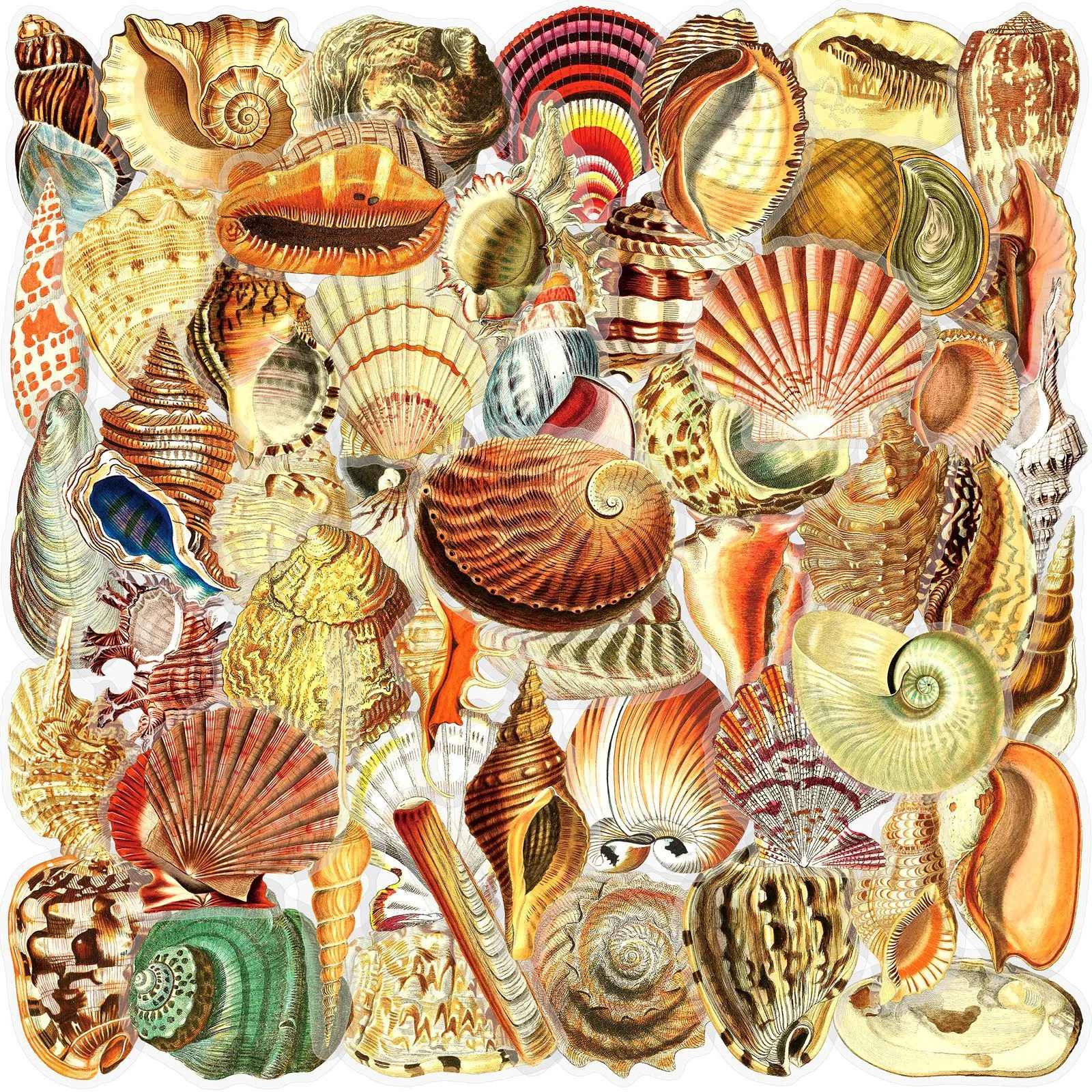 50pcs Vintage Shell Conch Transparent Stickers Ins Style Mar