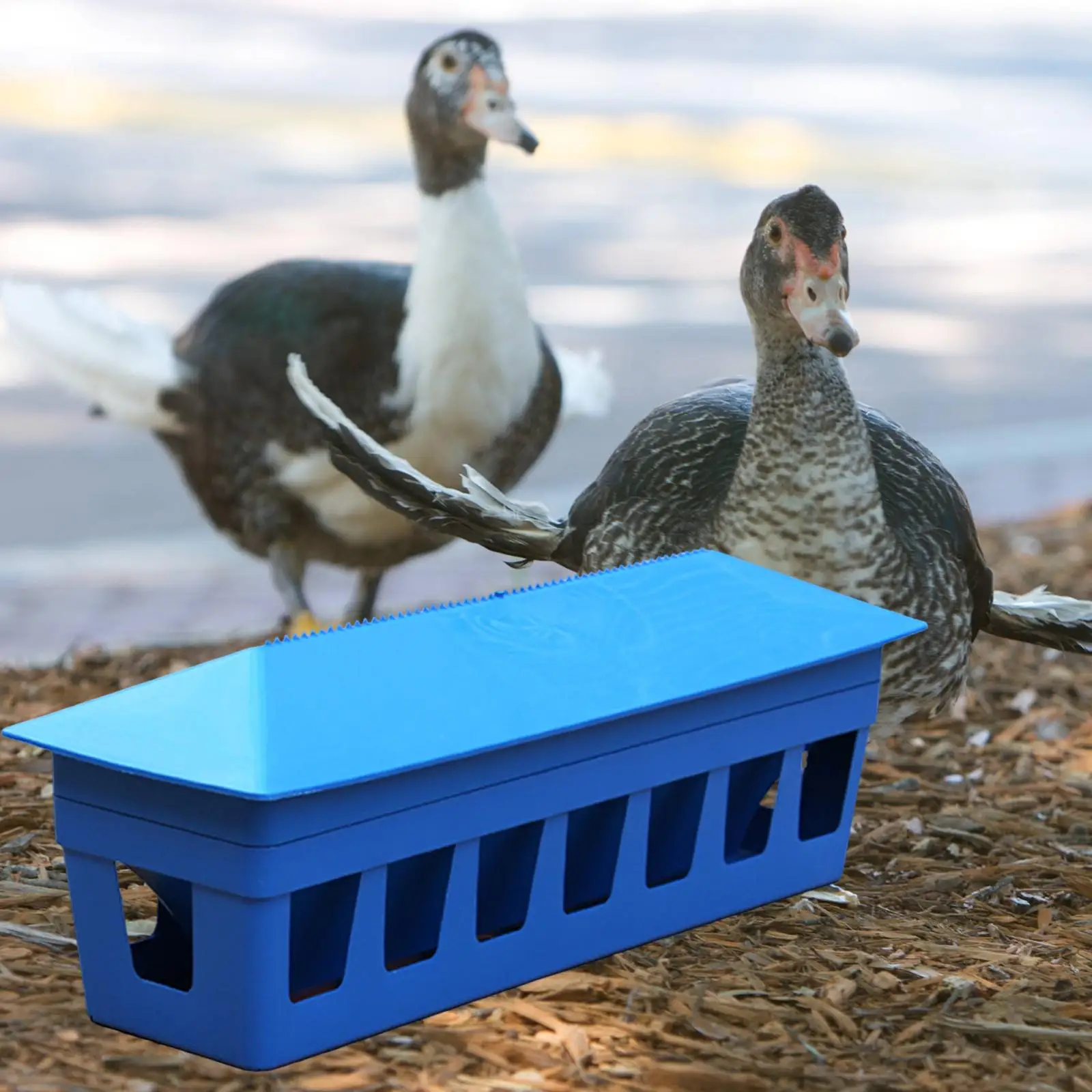 

Кормушка для голубей, чаша для кормления птиц, контейнер для слотов, толстая, автоматическая, блюдо для желобов, дозатор еды для птиц, птиц, утендов