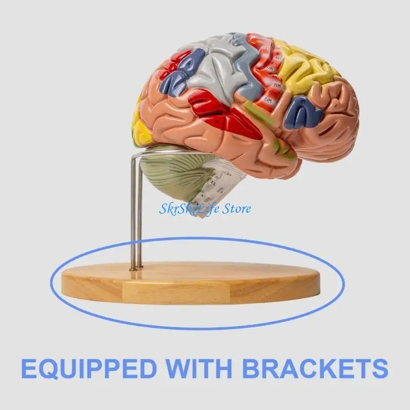 E65E نموذج الدماغ التشريحي نموذج تشريح الدماغ البشري يظهر الدماغ والمخيخ وجذع الدماغ لوسائل تعليمية للتقرير #4