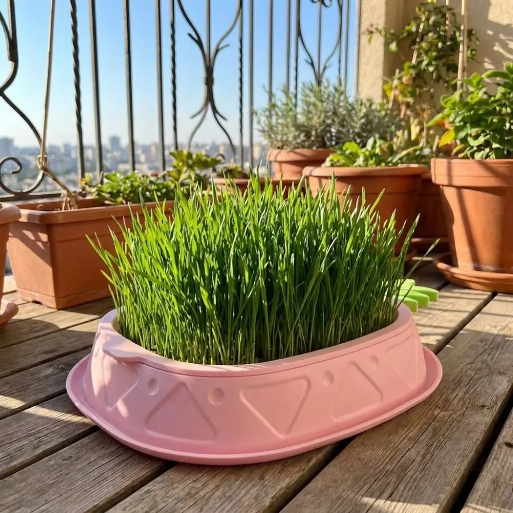 Pineapple Shape Cat Grass Planting Box Removable Plastic Cat Grass Germination Kit Soilless Hydroponic Cat Grass Planter