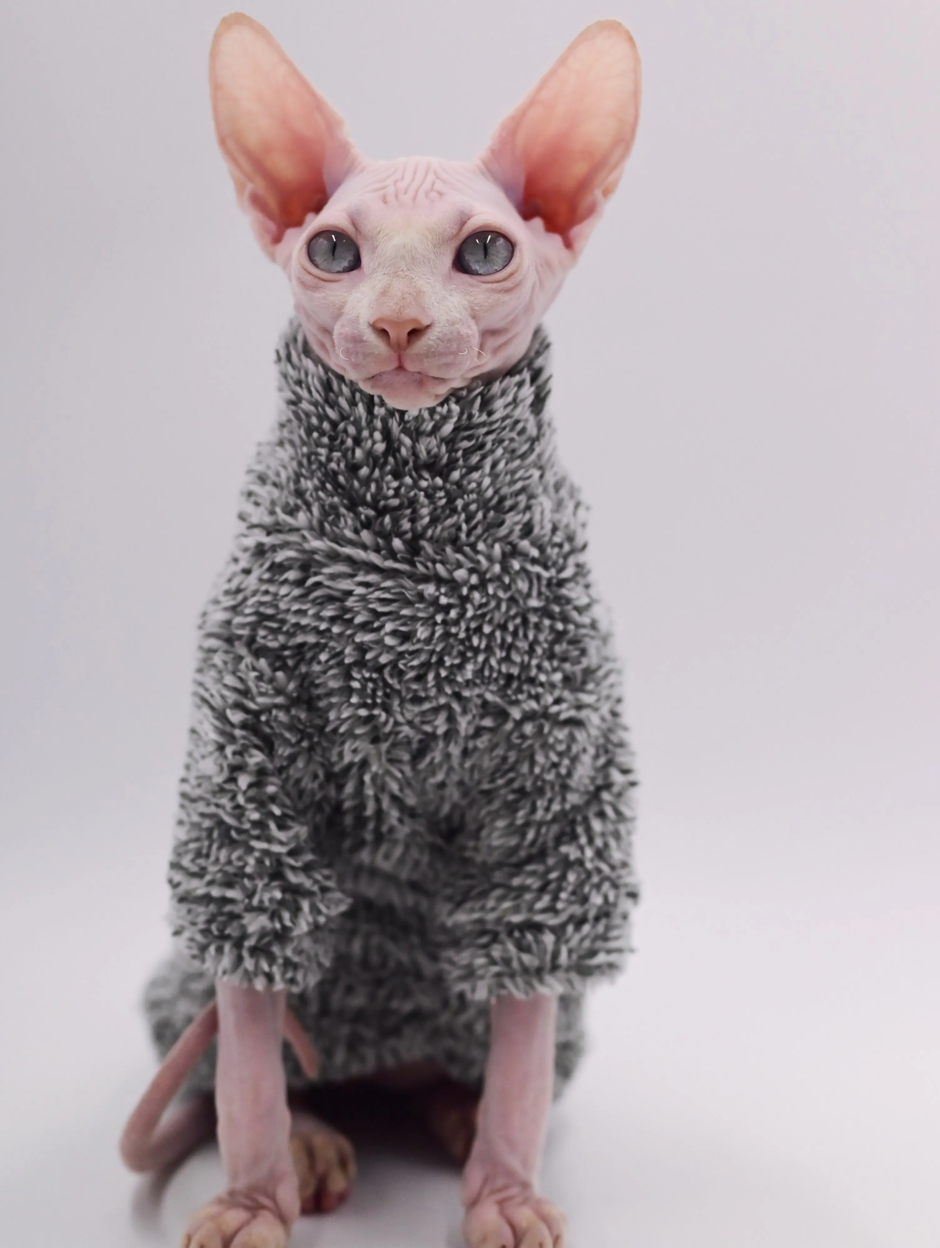 DUOMASUMI Super Cool Cat Outfits  Autumn Winter Warm Wearing Hairless Cat Apparel Clothing Sphynx Cat Clothes