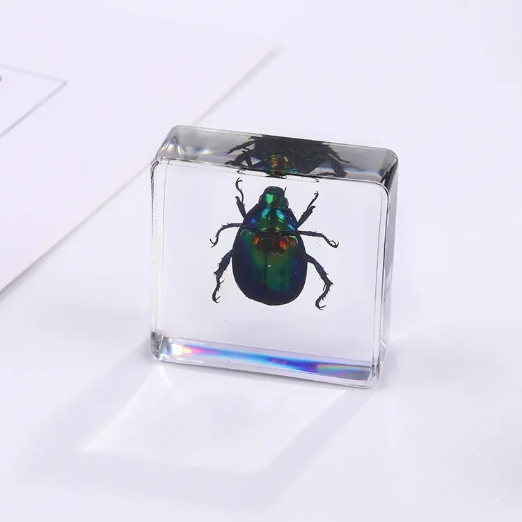 Vierkant insectenspecimen van hars, extra cognitieve leermiddelen, dierenspecimen, kunstmatig amber handwerkornament - afbeelding 1