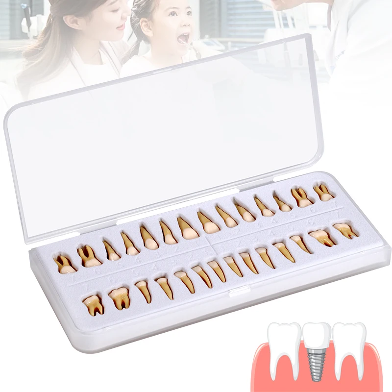 28pcs Dual Color Dental Permanent Teeth Model Standard Simulation Upper Lower Full Mouth Isolated Teeth with Roots