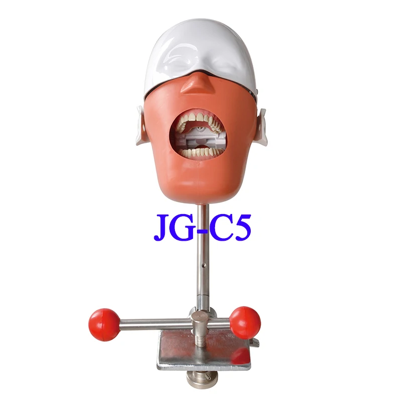 JG-C5 Dental Simple Manikin Dental Simulator Phantom Head Model for Dentist Education