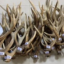 Natural Sika Deer Antler Branch Ornament, Shed Naturally, Craftwork Item, please contact seller before ordered