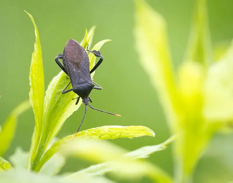 

FOR WPL C14 C24 C34 C44 C54 B14 B24 Metal Front Rear Axle and Drive Shaft Set 1/16 RC Car Upgrade Parts Accessories