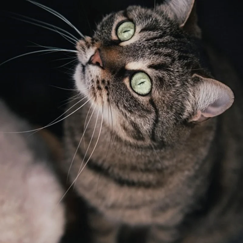 

Металлическая модернизированная чашка заднего колеса для MJX 1/10 10208 Monster RC Автозапчасти