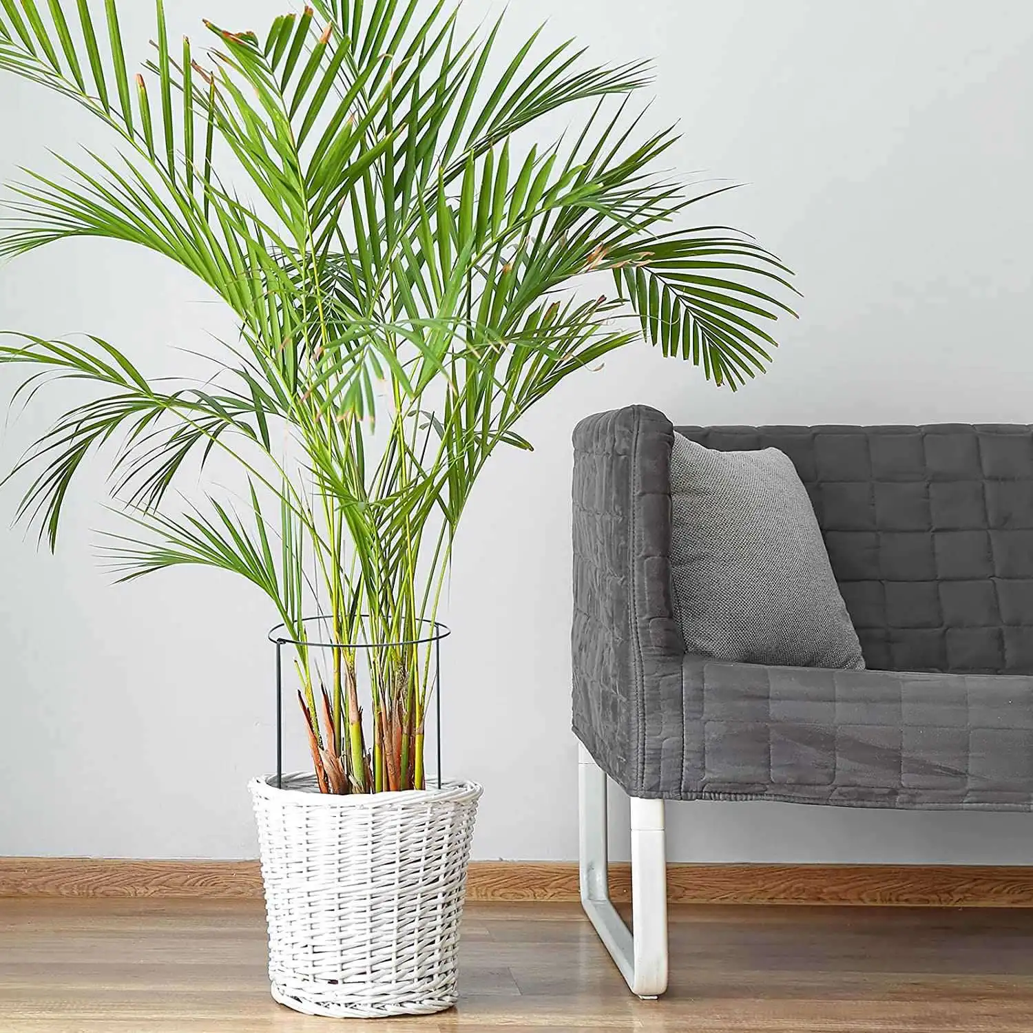 半円形リング植物ガーデンフラワーサポートステーク12個パック、トマトの花植物用、ボーダーs