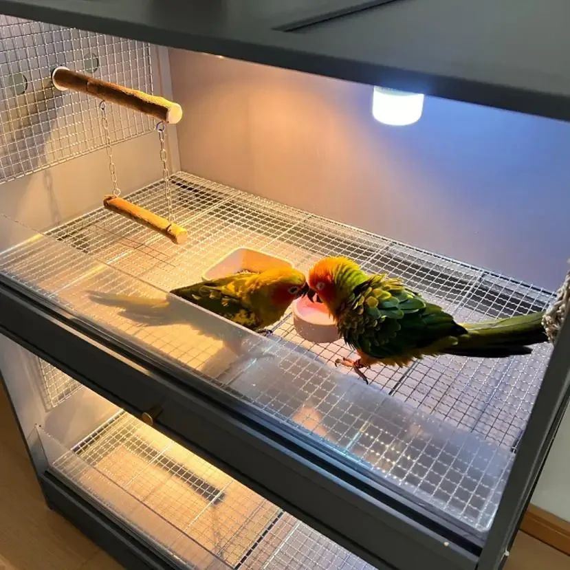 Scatola per l'alimentazione del pollo Rutin con cassetto