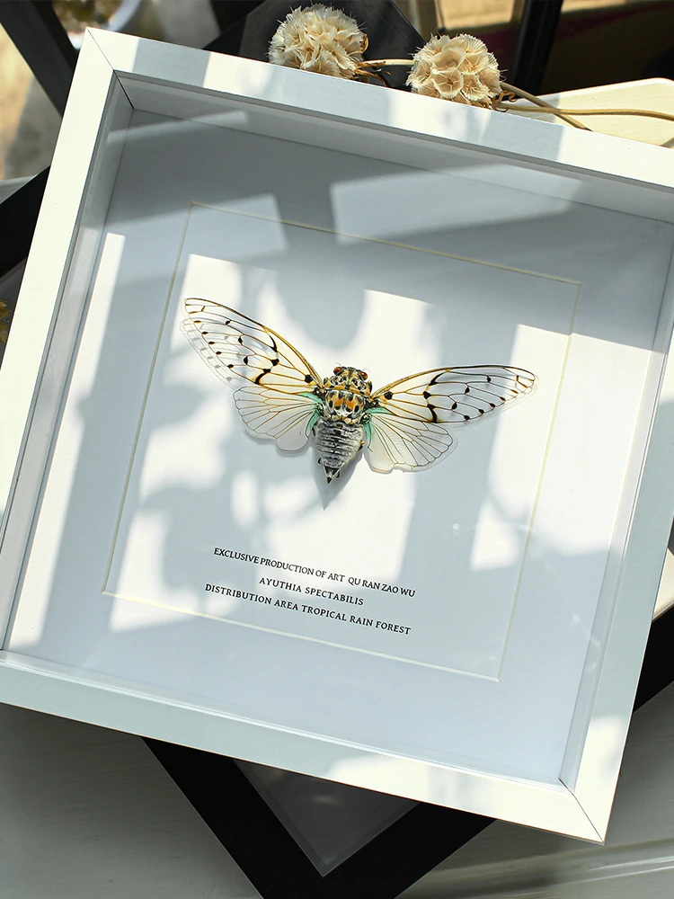 

Rare Ghost Cicada Insect Specimen Frame Finied Product Display Frame Collectible High Aesthetic Birthday Gift Box Hanging P...