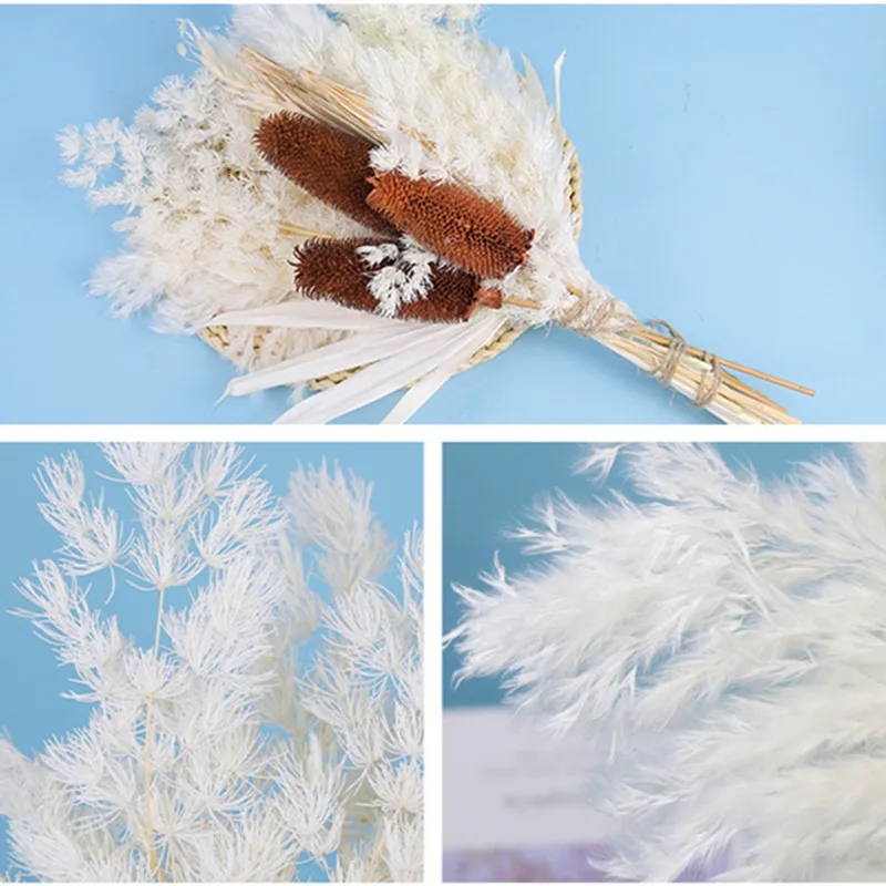 

High Quality Phragmites Small Bulrush Reed Natural Dried Pampas Grass Wedding Bridal Bouquets Home Decoration Table Accessories