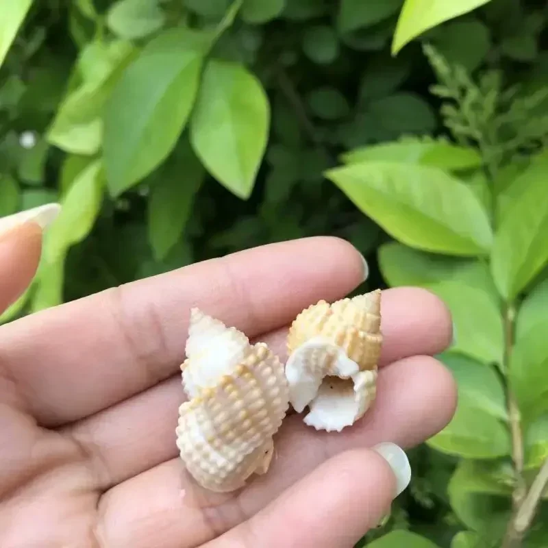 2pcs Hermit crab replacement shell Snail natural conch shell scoop snail fish tank aquascape