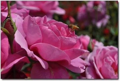 

Алюминиевый легкосплавный диск с бедлоком 1,3 дюйма для шин радиоуправляемых краулеров 1/24 FMS24, Axial SCX24, 1/18 TRXS, TRX4M, TRX4-M