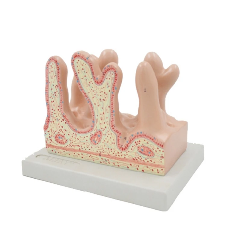 

Human Intestine Villus Anatomy Model