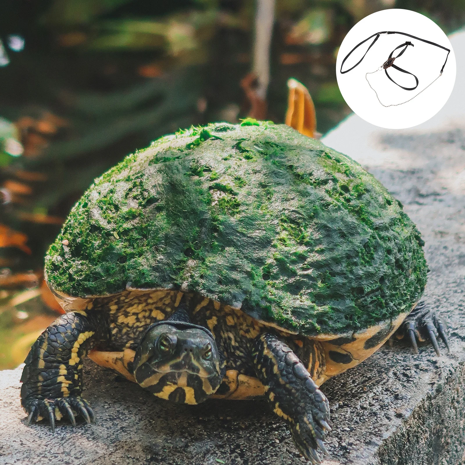 

Premium Pet Traction Rope Adjustable Turtle Lizard Hamster Faux Leash Turtle Lead Finger Loop Black Size S