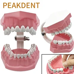 Model zębów dentystycznych Typodont do szczotkowania nitkowania Praktyka demonstracja Stomatologia Plastikowy model zębów Model nauczania zębów