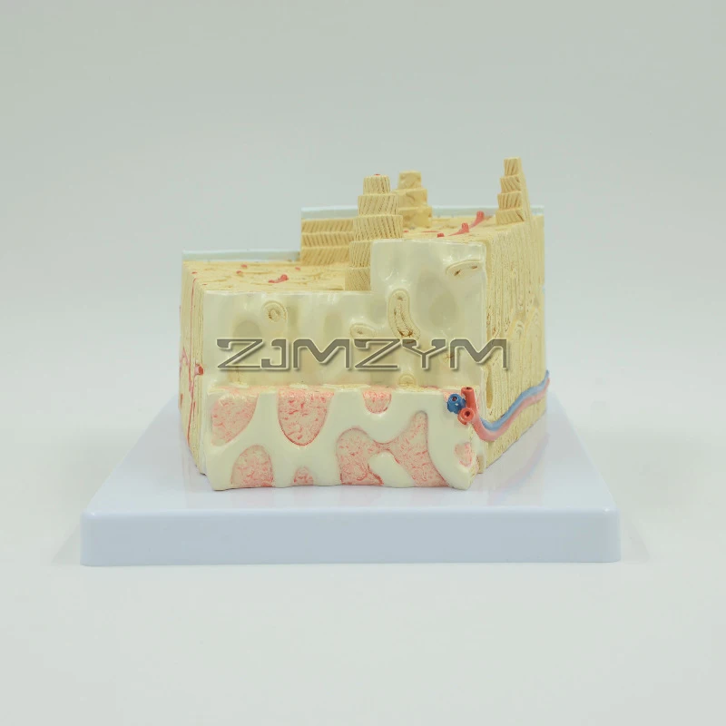 Plastic Bone Tissue Anatomy Model Bone Structure Model Microscopic Anatomical Model Bone Marrow Tissue Structure Model