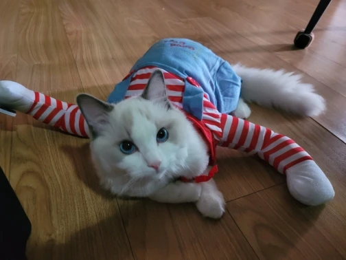 구매후기
