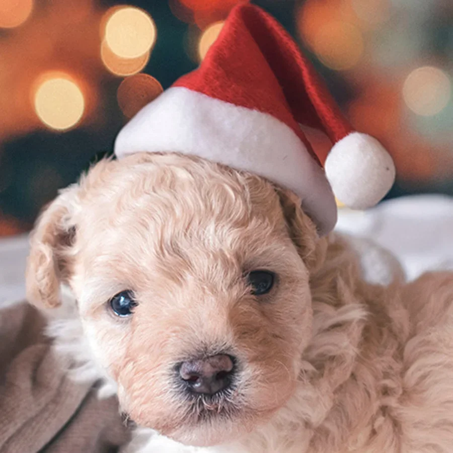 1/3pcs-Pet Weihnachtsmütze Haustier Katze Hund Weihnachtsmütze Plüsch Weihnachtsmütze Kopfschmuck Hund Cosplay Kleidungszubehör