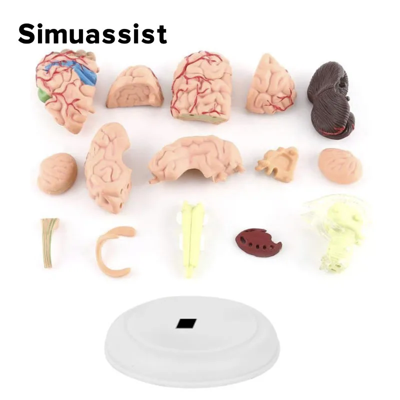 4D Medical Removable Mini Brain Model Assembled Model Structure Of The Brain Anatomy Medical Teaching Tool