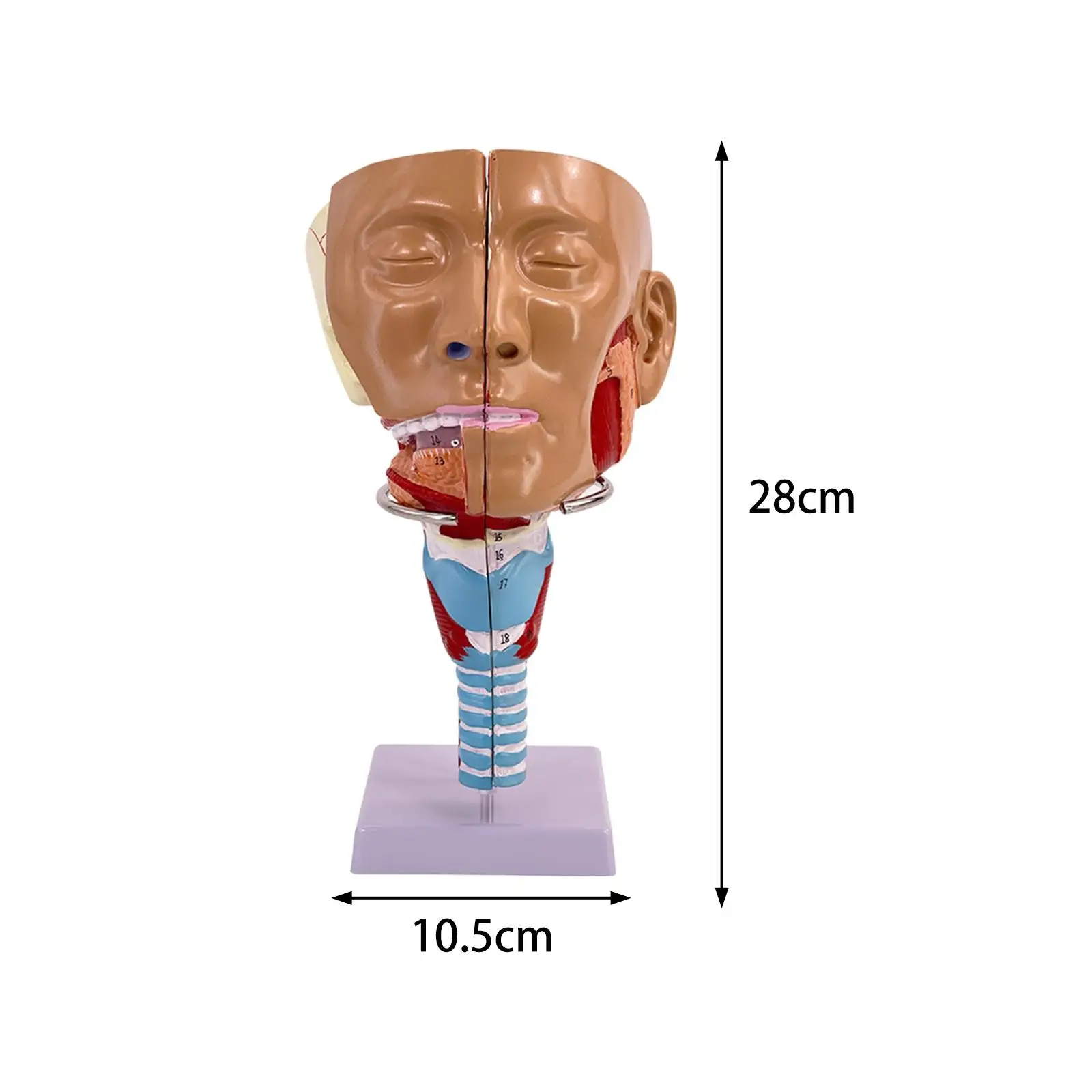 Neusholte Keel Anatomie Model Stevig Menselijk Anatomisch Farynx Larynx Model