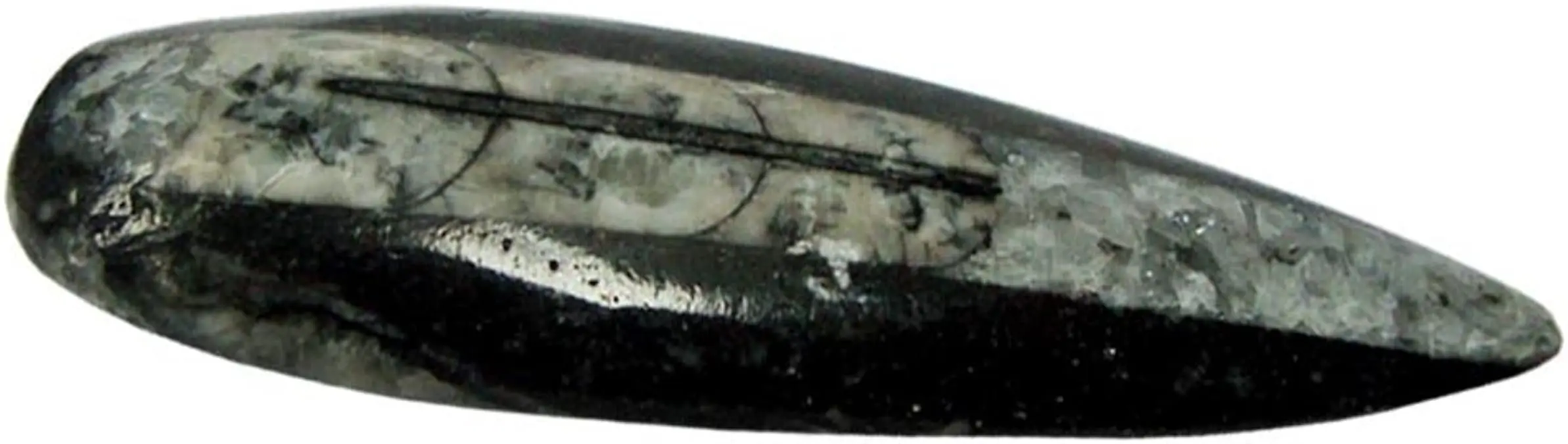 

1PC ORTHOCERAS LARGE EXTRA LONG SHIELD Specimen stone