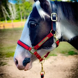 2 Stück individuelle Martingale-Teller mit Pferdenamen, personalisierte Namensschilder für Zäuser, Neckbänder und Sättel, graviertes Martingale-Hundehalsband