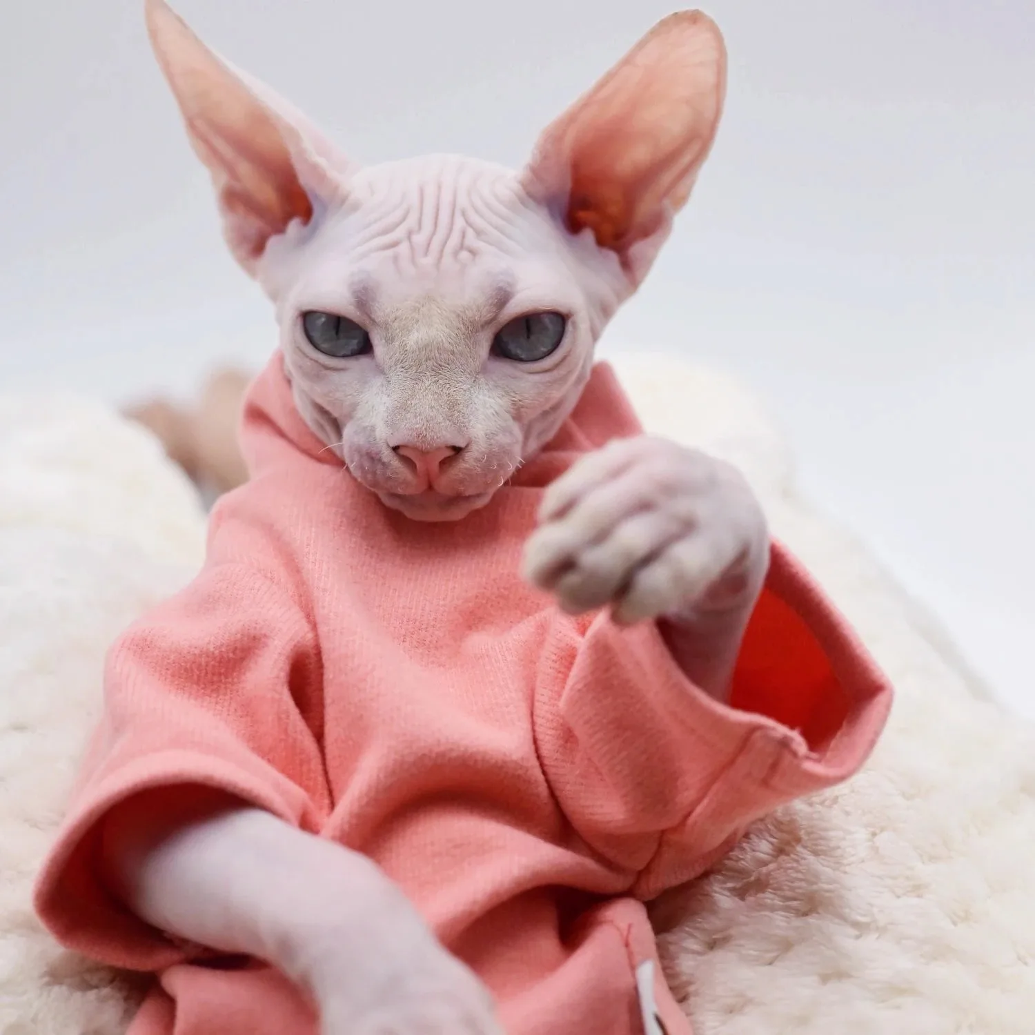 Sphynx 고양이 옷 데본 렉스 고양이 옷, 올 시즌 순수 핑크 털 없는 고양이 조끼 셔츠, 편안한 코튼 터틀넥 외투