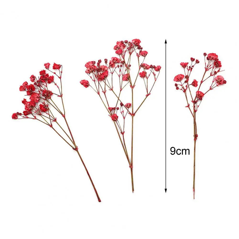 12Pcs Beautiful Dried Gypsophila  Eternal Everlasting Baby Breath Flowers  Dried Real Touch Babysbreath Flowers