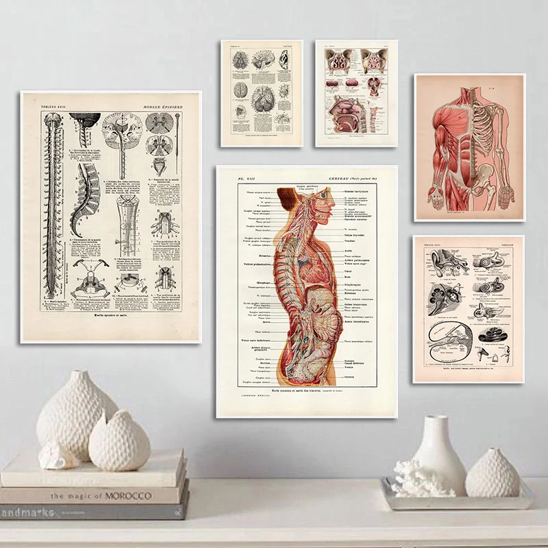 1924 Vintage Human Anatomy Chart Body Brain Spinal Diagram Illustration Canvas Poster Medical Wall Art Pictures Home Decor