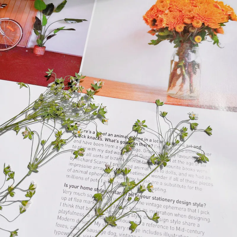6-10 cm/24 Stück, gepresste Blume, DIY-Nagelkunst, trockene Blume, Tropfkleber, Handyhülle, Schreibtischlampe, Fotorahmen, Hochzeit, Grußkartenmaterialien – Detail 17