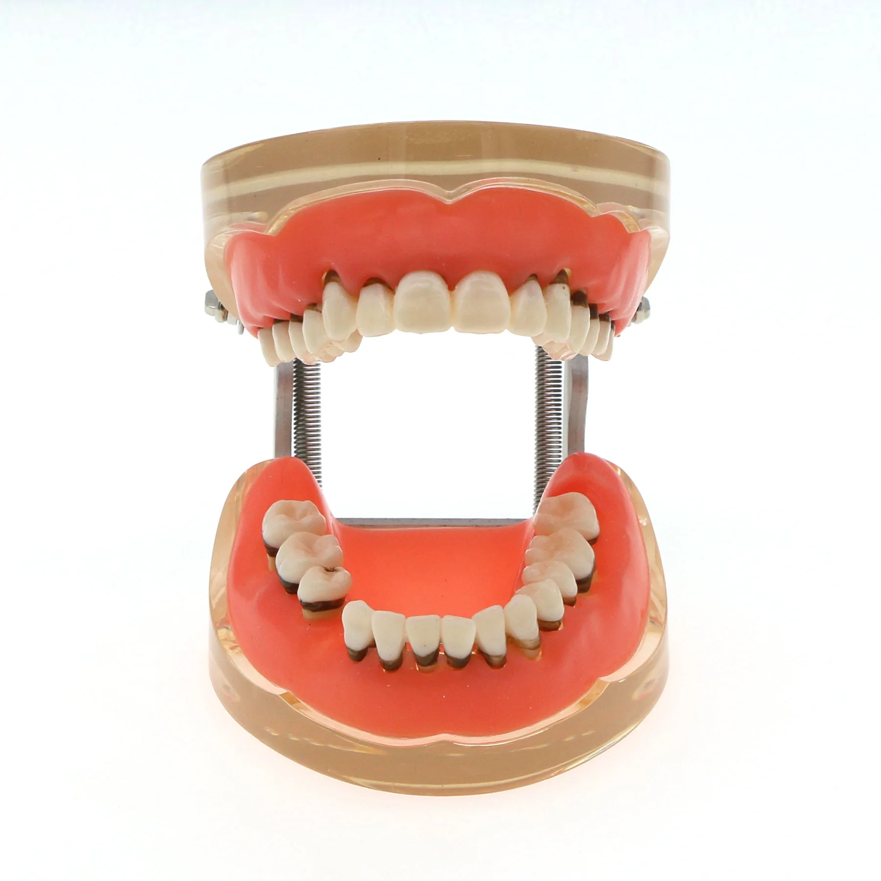 Рисунок 4 - M4017 Модель зубов патологической