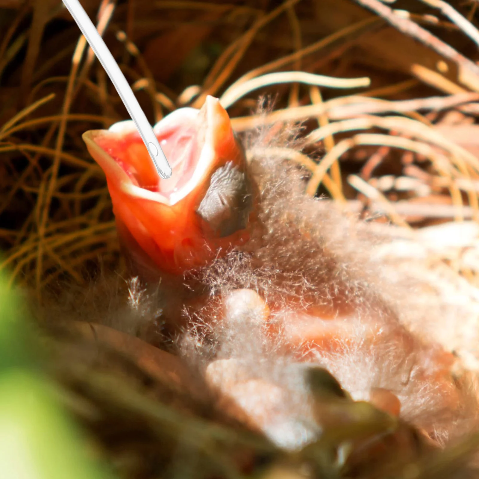 

10Pcs Clear Parrot Hand Feeder Tubes Transparent Soft Feeder Tubes for Bird Food Medicine Feeding Supplies Feed Tube