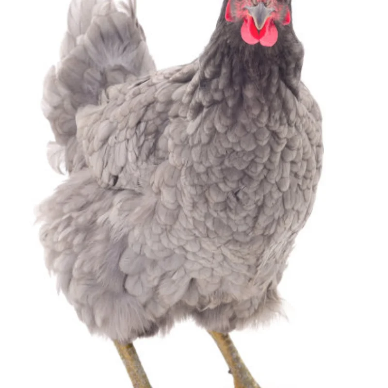 

Brushless Sensorless Motor 3674/3660/3650 4 Poles for 1:8 1:10 WLtoys HSP Tamiya Trxs GTR RC Off-Road Racing Buggy Cars