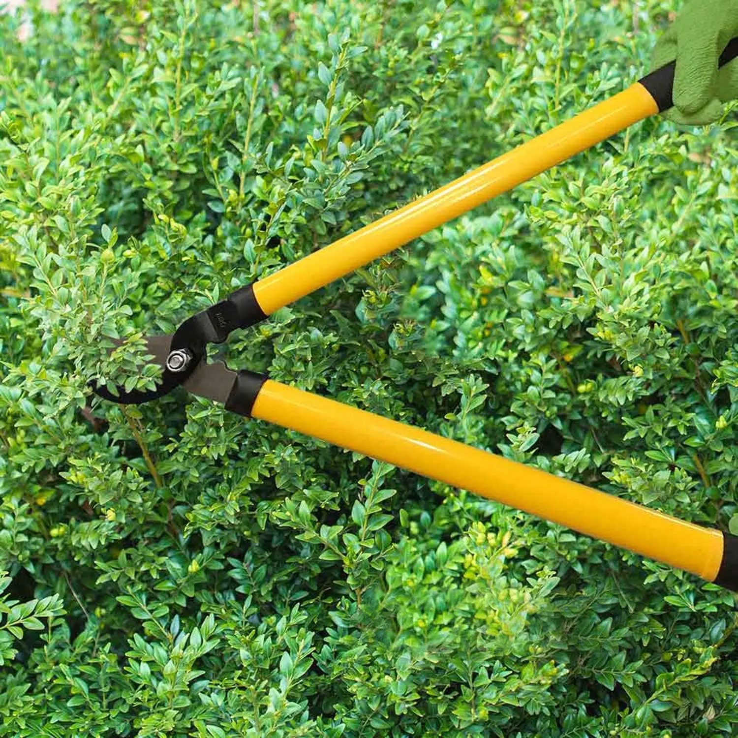 Bush Care Kit for Lawn, Garden